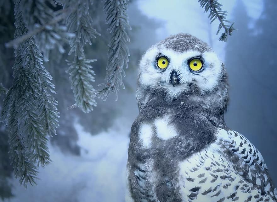 owl-snow-snow-owl-bird-eyes-yellow-close-up-plumage-feather